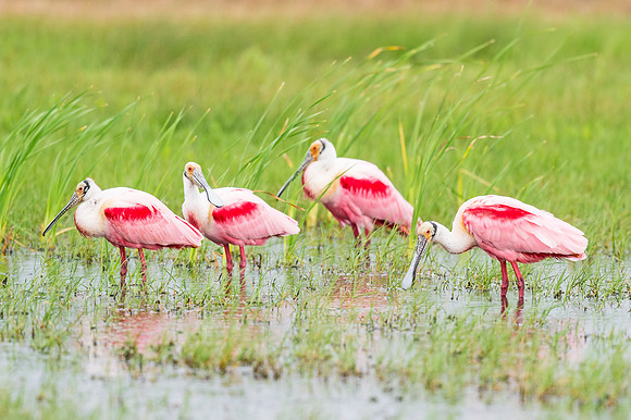 Roseate_spoonbill_Grand_Isle_2016_1