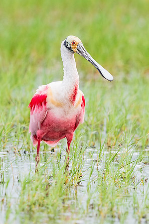 Roseate_spoonbill_Grand_Isle_2016_2