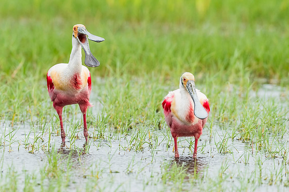 Roseate_spoonbill_Grand_Isle_2016_4