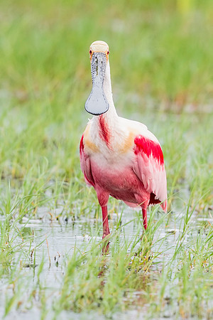 Roseate_spoonbill_Grand_Isle_2016_3