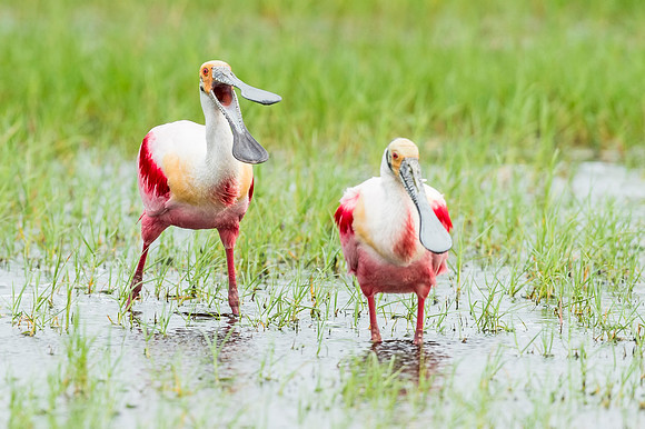 Roseate_spoonbill_Grand_Isle_2016_5