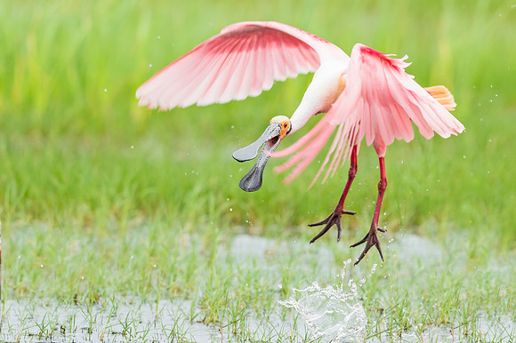 Roseate_spoonbill_Grand_Isle_2016_6