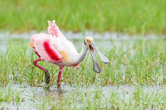 Roseate_spoonbill_Grand_Isle_2016_7