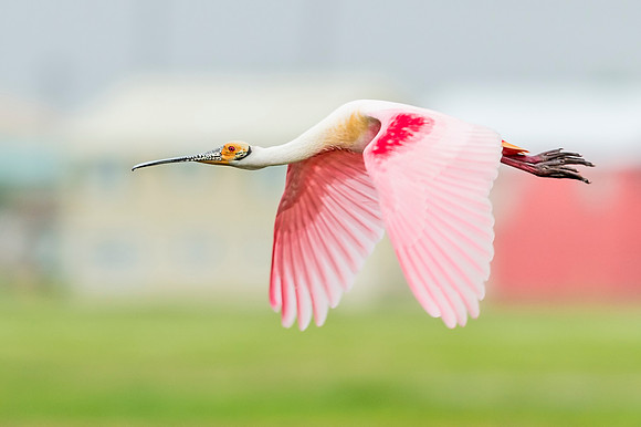 Roseate_spoonbill_Grand_Isle_2016_8
