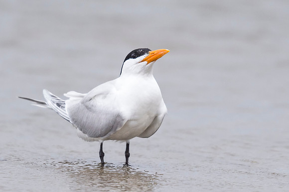 Royal_tern_Grand_Isle_2016_2