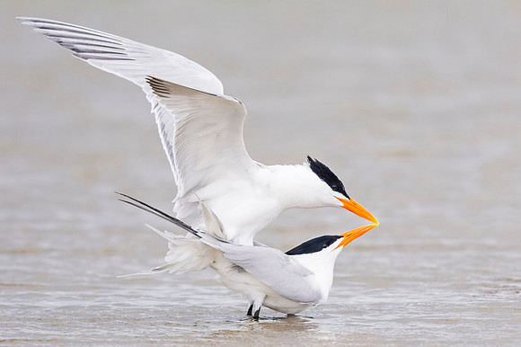 Royal_tern_Grand_Isle_2016_3
