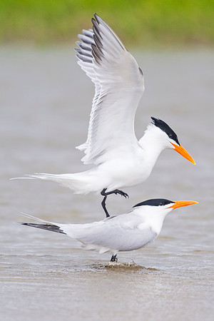 Royal_tern_Grand_Isle_2016_4