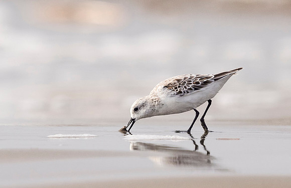 Bird_Grand_Isle_2016_1