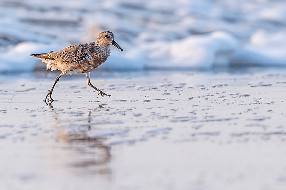 Sandpiper_Grand_Isle_2016_1