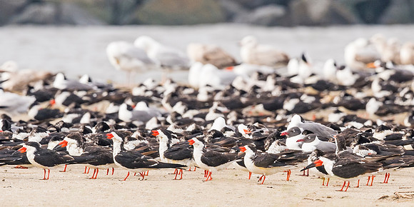 Skimmers_Terns_Gulls_Grand_Isle_2016_1