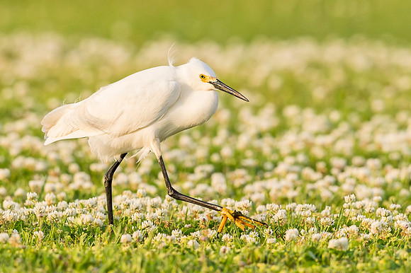 Snowy_egret_Grand_Isle_2016_1