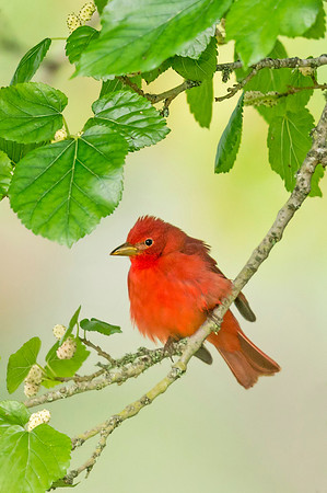 Summer_tanager_Grand_Isle_2016_3
