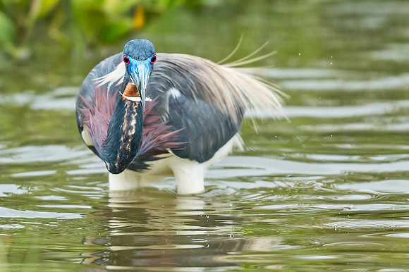 Tricolored_heron_Grand_Isle_2016_1