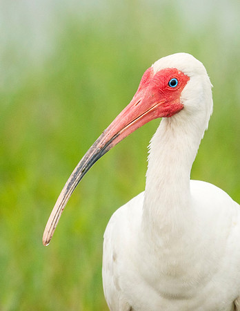 White_ibis_Grand_Isle_2016_2