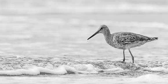 Willet_Grand_Isle_2016_1