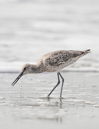 Willet_Grand_Isle_2016_2