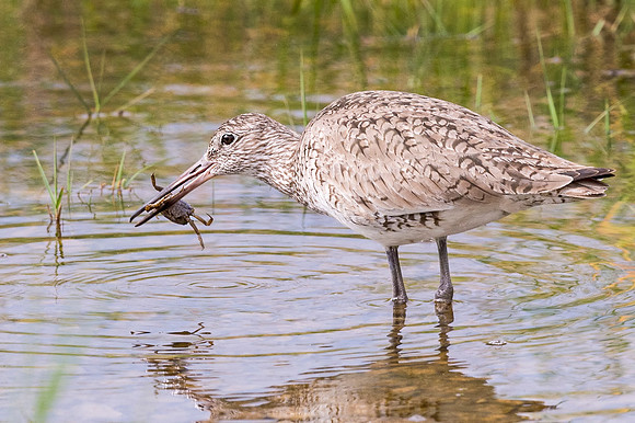 Willet_Grand_Isle_2016_3