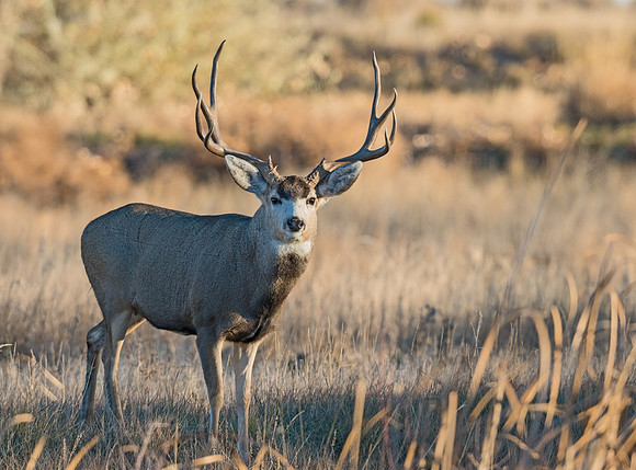 mule_deer_buck_56
