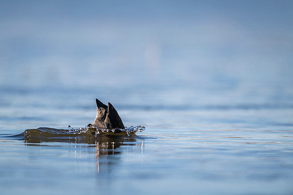 American_coot_BDANWR_2021_3