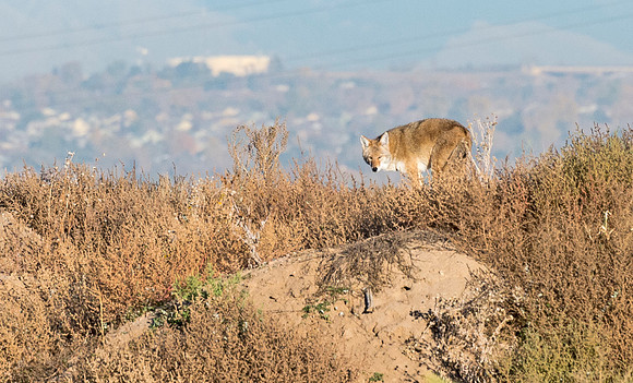 Coyote_28