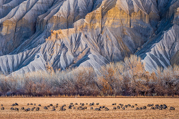 Turkey_Capital_Reef_2019_1