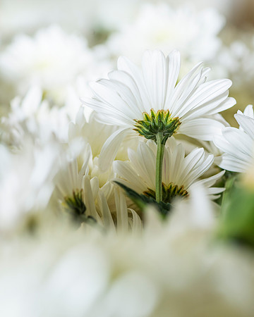 Flower_arrangement_2