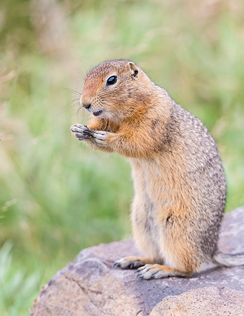 Arctic_ground_squirrel_Denali_2016_7