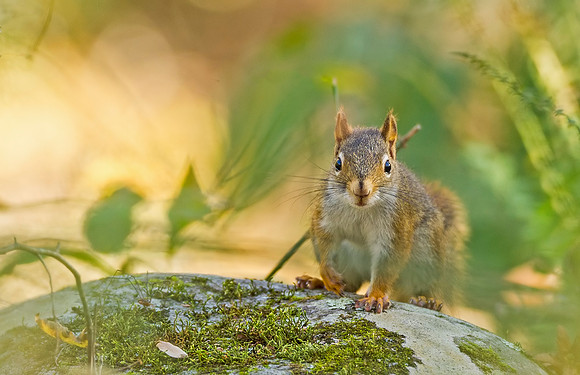 Red_squirrel_GSMNP_2016_1