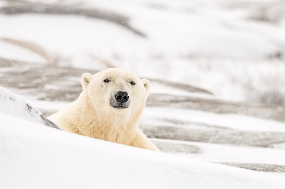 Polar_bear_Churchill_2013_2