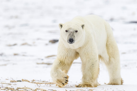 Polar_bear_Churchill_2013_1