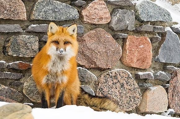 Red_fox_38
