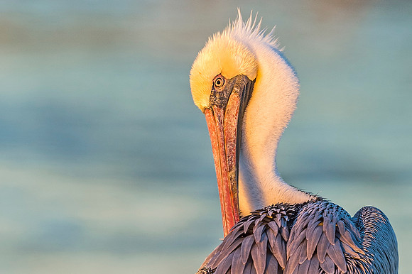 Brown Pelican