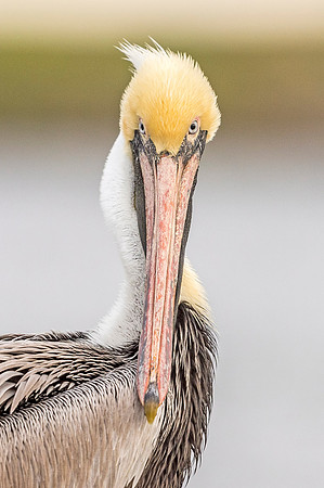 Brown_pelican_Metairie_2020_2