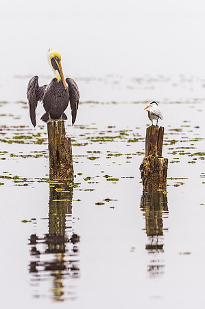 Brown_pelican_BBMNWR_2020_1