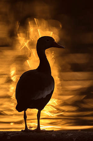 Black-bellied_whistling_duck_Lafreniere_Park_2020_1