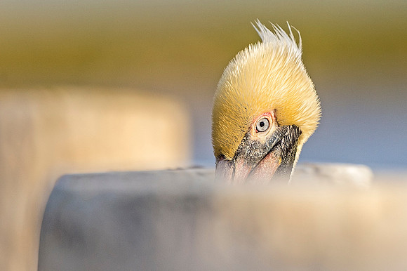 Brown_pelican_Metairie_2020_1