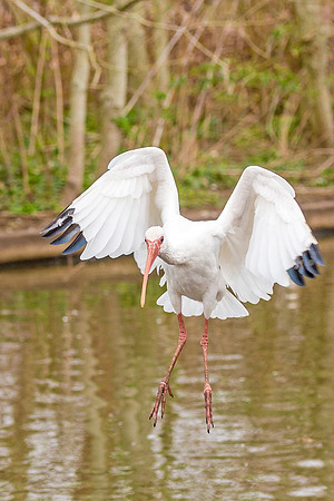 White_Ibis_Lafreniere_2019_1