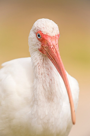White_Ibis_Lafreniere_2019_2