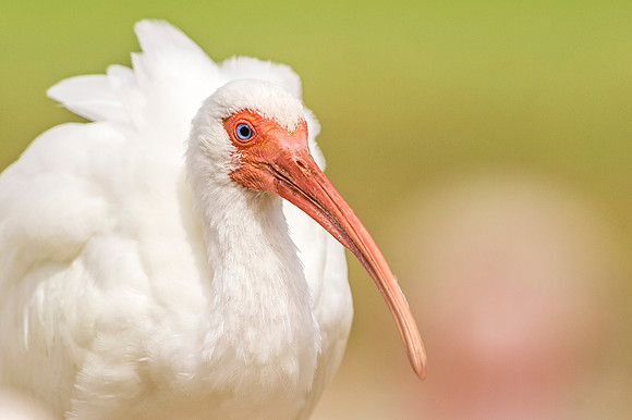White_ibis_ Lafreniere_2019_3