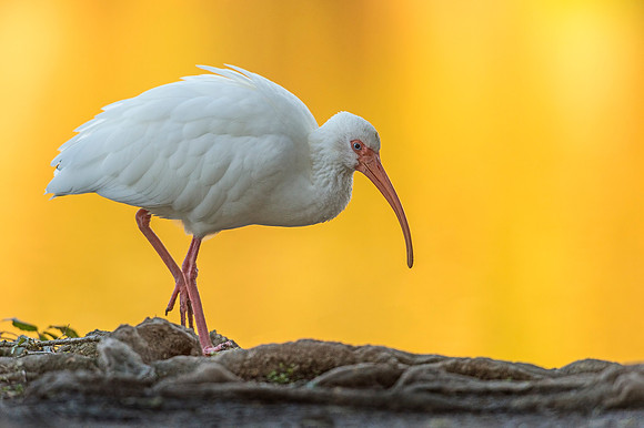 White_ibis_ NewOrleans_2019_4