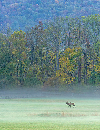 Elk_GSMNP_2016_16