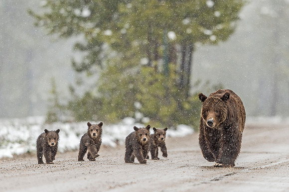 A-Grizzly_bear_GTNP_2020_1
