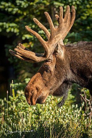 Moose_BL_2021_3