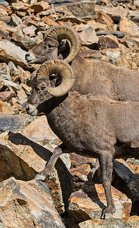 Bighorn_ram_20