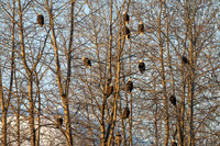 Bald_eagle_Haines_2024_5