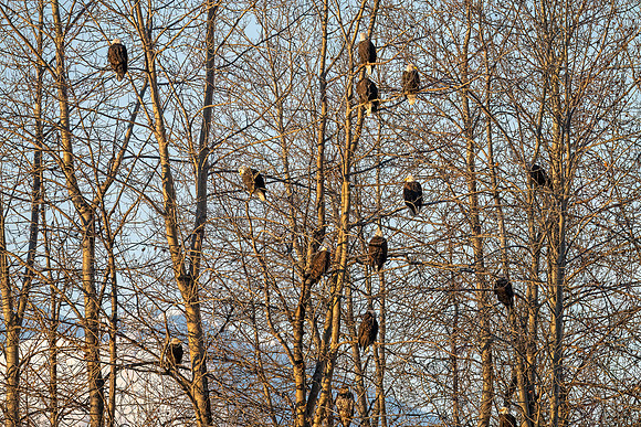 Bald_eagle_Haines_2024_5