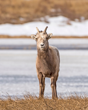 Bighorn_sheep_ewe_Sheep_Lakes_1