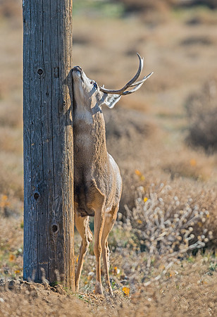 Mule_deer_buck_65