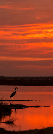 Great_blue_heron_sunset_BBMNWR_2020_1