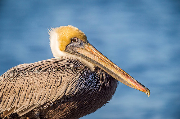Brown_pelican_Mandeville_2020_3